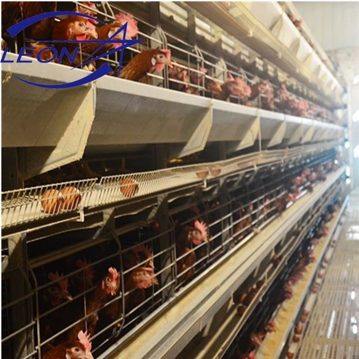 Sturdy H-Type Layer Cage