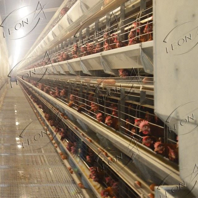 H Type Layer Chicken Cage Automatic Battery Cage